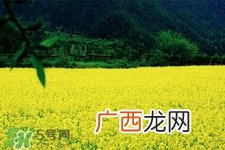 油菜花能开多久？油菜花花期有多长？