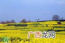 油菜花几月开？油菜花什么季节开？