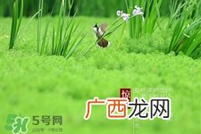 惊蛰节气要注意什么?惊蛰节气养生注意事项