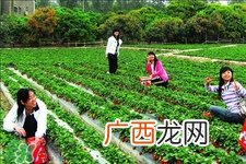 4月份可以摘草莓吗？四月份有草莓可以摘吗？