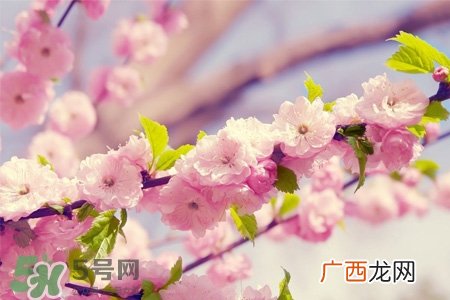 樱花一般什么时候开？樱花一般几月份开？