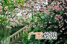 樱花一般什么时候开？樱花一般几月份开？