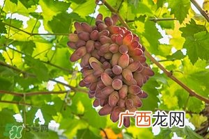 春季养肝水果 春季养肝吃什么水果