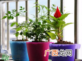 3月份适合种什么花？3月份种什么花？