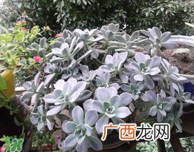 3月份适合种什么花？3月份种什么花？