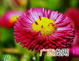 3月份开什么花?3月份开的花有哪些?