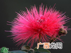 3月份开什么花?3月份开的花有哪些?