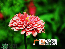 3月份开什么花?3月份开的花有哪些?