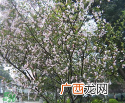 春天为什么会突然降温？春天为什么会突然变冷？