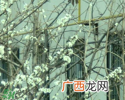 春天为什么会突然降温？春天为什么会突然变冷？