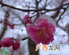 春天下雪意味着什么?春天为什么会下雪?
