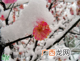 春天下雪意味着什么?春天为什么会下雪?