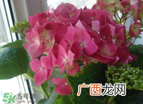 春天家里适合种什么花？春天适合种植什么花？