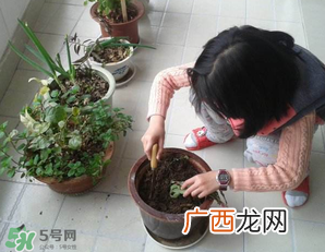 春天家里适合种什么花？春天适合种植什么花？