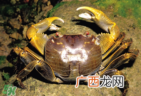 春天吃螃蟹应该选公的好还是母的好？春天螃蟹是公的好还是母的？