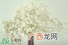 满天星在花瓶里怎么养？满天星买回来要养水吗？