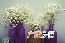 满天星在花瓶里怎么养？满天星买回来要养水吗？