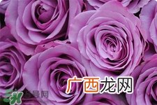玫瑰花可以放多久？玫瑰花可以放几天？