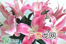 养百合花用什么水？养百合花水里放什么？