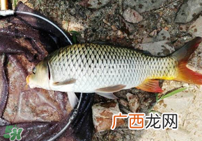 春天钓鲤鱼用什么饵料？春天钓鲤鱼饵料配方
