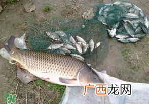 春天钓鲤鱼用什么饵料？春天钓鲤鱼饵料配方
