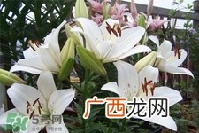 百合花叶子发黄怎么回事？百合花叶子发黄怎么办？
