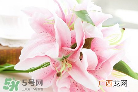 百合花叶子发黄怎么回事？百合花叶子发黄怎么办？