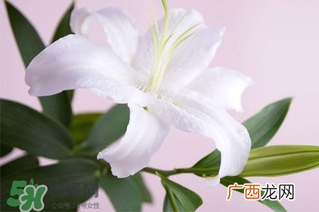 百合花怎么养水里？水养百合花怎么开久些？