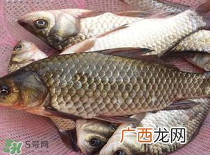 春天钓鲫鱼用什么饵料？春天钓鲫鱼饵料配方