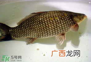春天钓鲫鱼用什么饵料？春天钓鲫鱼饵料配方