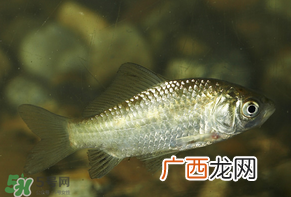 春天钓鲫鱼用什么饵料？春天钓鲫鱼饵料配方