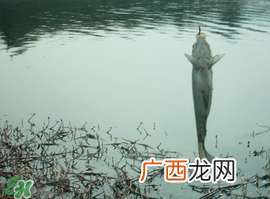 初春什么时候可以钓鱼？初春钓鱼技巧