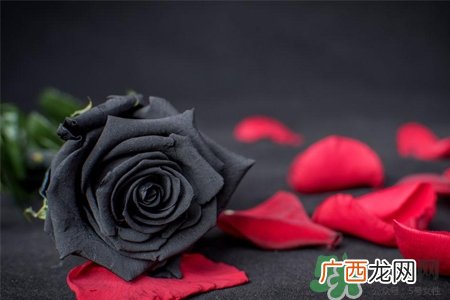 黑玫瑰代表什么意思？黑玫瑰花语的含义
