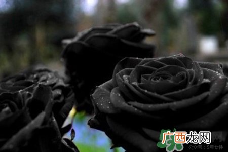 黑玫瑰代表什么意思？黑玫瑰花语的含义