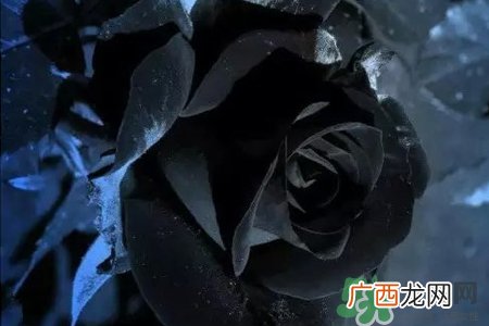 黑玫瑰代表什么意思？黑玫瑰花语的含义