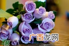 送紫玫瑰有什么含义？紫色玫瑰代表什么意思？