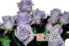 情人节可以送紫玫瑰吗？情人节送紫玫瑰好吗？
