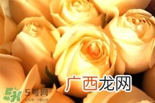 情人节可以送黄玫瑰吗?情人节送黄玫瑰好吗?