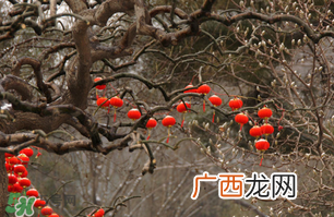 立春后种什么花？立春时开的花有哪些？