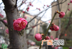 立春后种什么花？立春时开的花有哪些？