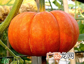 立春为什么吃南瓜？立春后能吃南瓜吗？