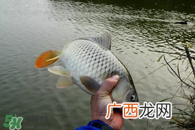 立春后能钓鱼吗？立春后好钓鱼吗？