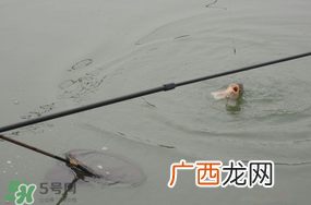 立春后能钓鱼吗？立春后好钓鱼吗？