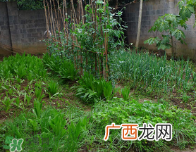 立春种什么菜？立春后种什么菜？