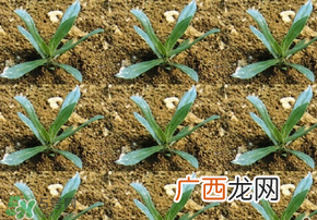 立春种什么菜？立春后种什么菜？