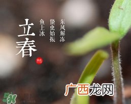 立春吃什么蔬菜?立春时令蔬菜推荐