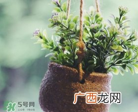 立春吃什么蔬菜?立春时令蔬菜推荐