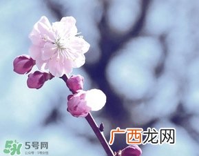 立春吃什么蔬菜?立春时令蔬菜推荐