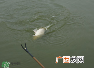 立春能钓鱼吗？立春好钓鱼吗？