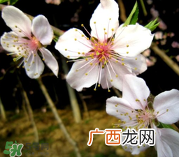 立春可以出门吗?立春为什么不能出门?